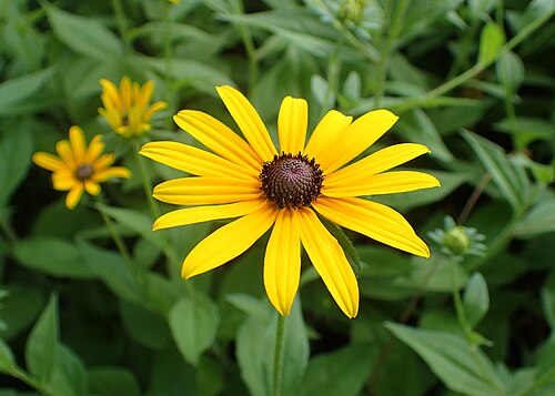 Black-Eyed Susan Plants | Bare Root | Bright Yellow Flowers | Rudbeckia hirta | Perennial Wildflower | Pollinator-Friendly Garden