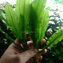 Potted Ruffle Sword