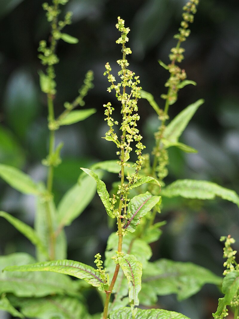 Cold Hardy Bloody Dock Bare Root Plant – Rumex sanguineus, Red-Veined Sorrel, Aquatic Marginal Water Garden Perennial