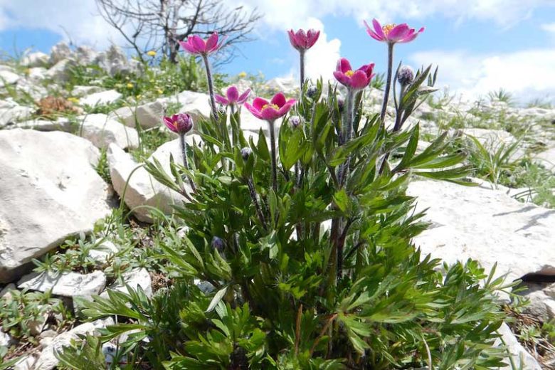 Anemone multifida Seeds – Wildflower Perennial, Windflower, Pollinator-Friendly, Non-GMO, Native Plant Garden & Meadow Seeds