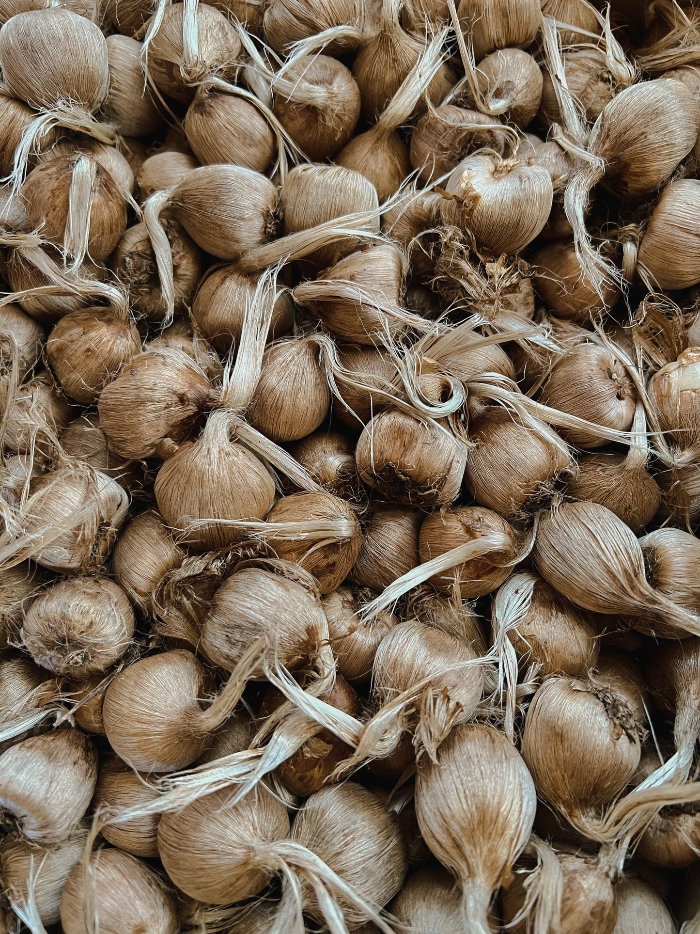 Starter Patch– 24 Large Corms Most Popular