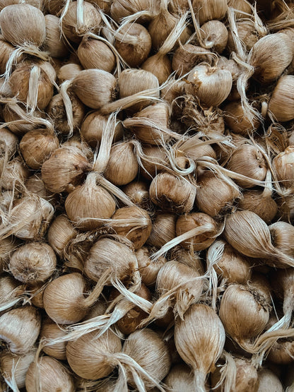 Starter Patch– 24 Large Corms Most Popular