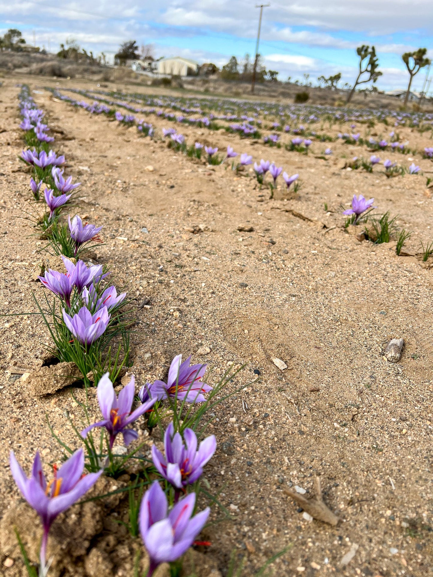 Try Saffron – 12 Large Corms