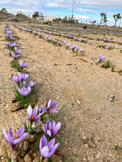 Try Saffron – 12 Large Corms