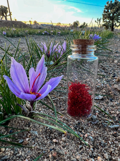 Try Saffron – 12 Large Corms