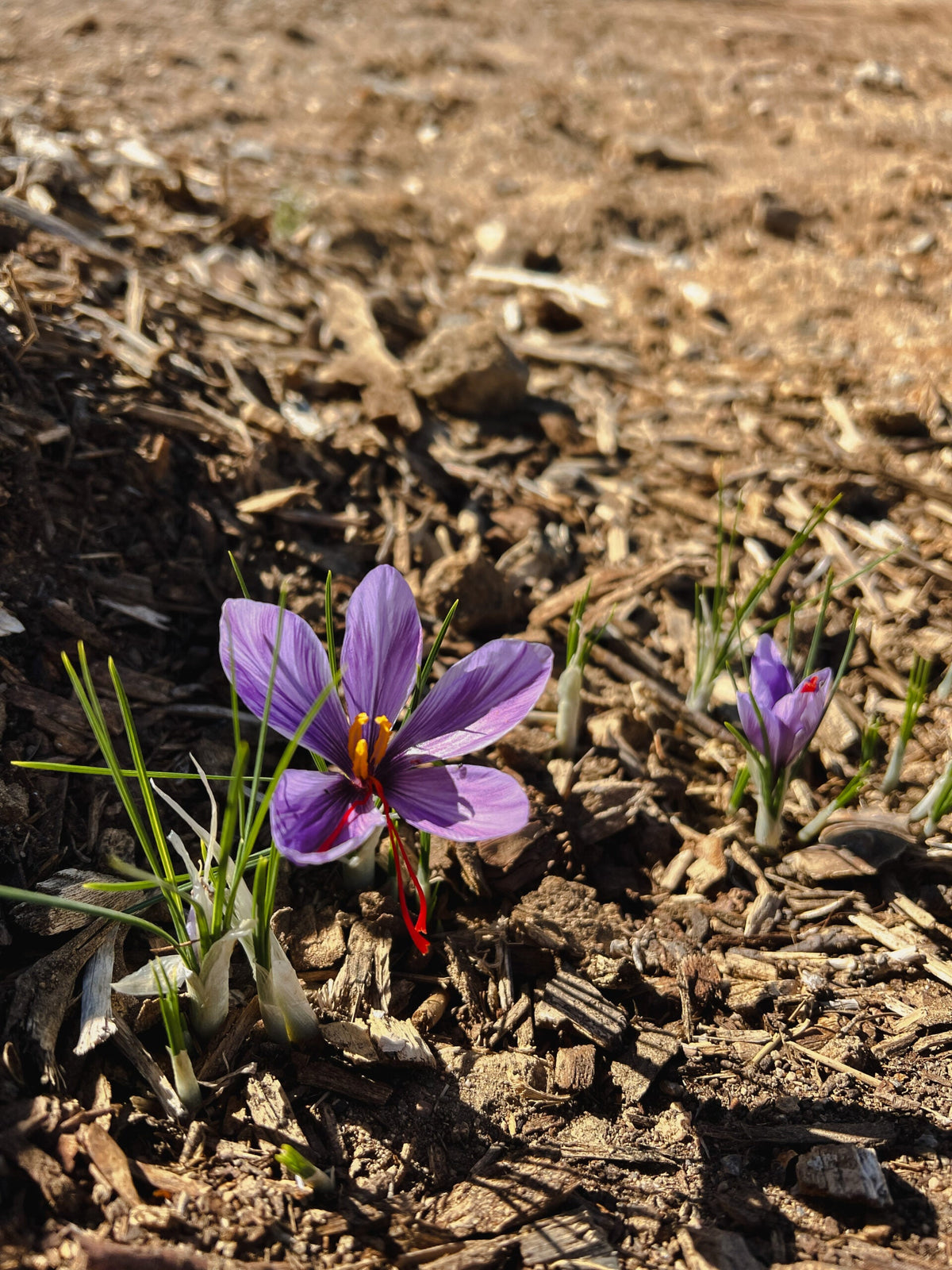 Try Saffron – 12 Large Corms