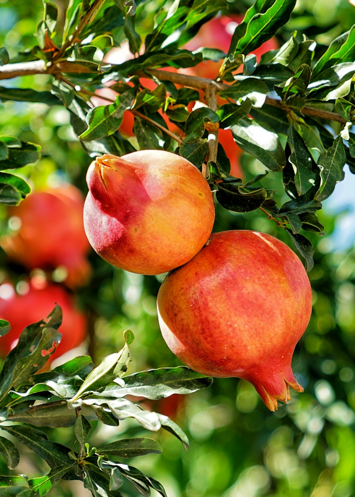 Pomegranate 'Salavatski' Fruit Tree | Cold-Hardy Punica granatum | Sweet-Tart Edible Fruit