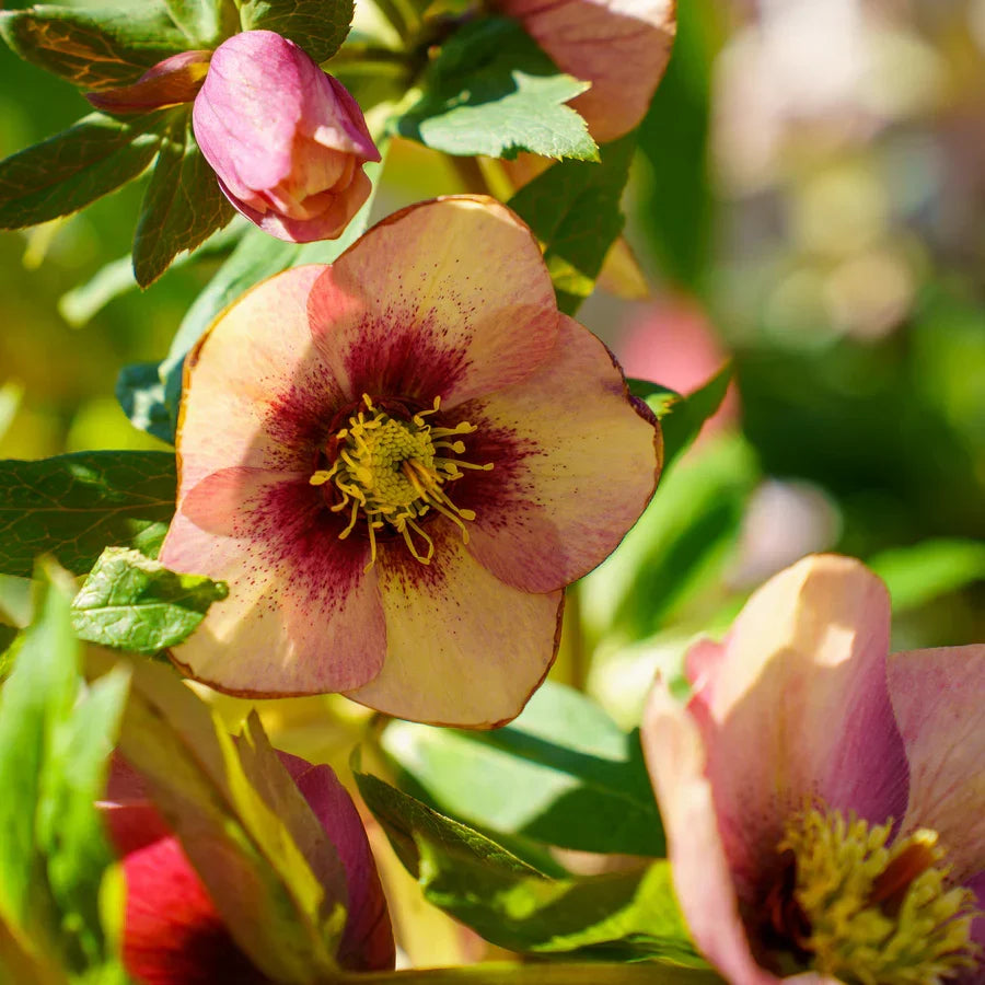 Hellebore Sandy Shores Perennial Flowering Plant | Helleborus x hybridus | Shade Garden, Evergreen, Low Maintenance