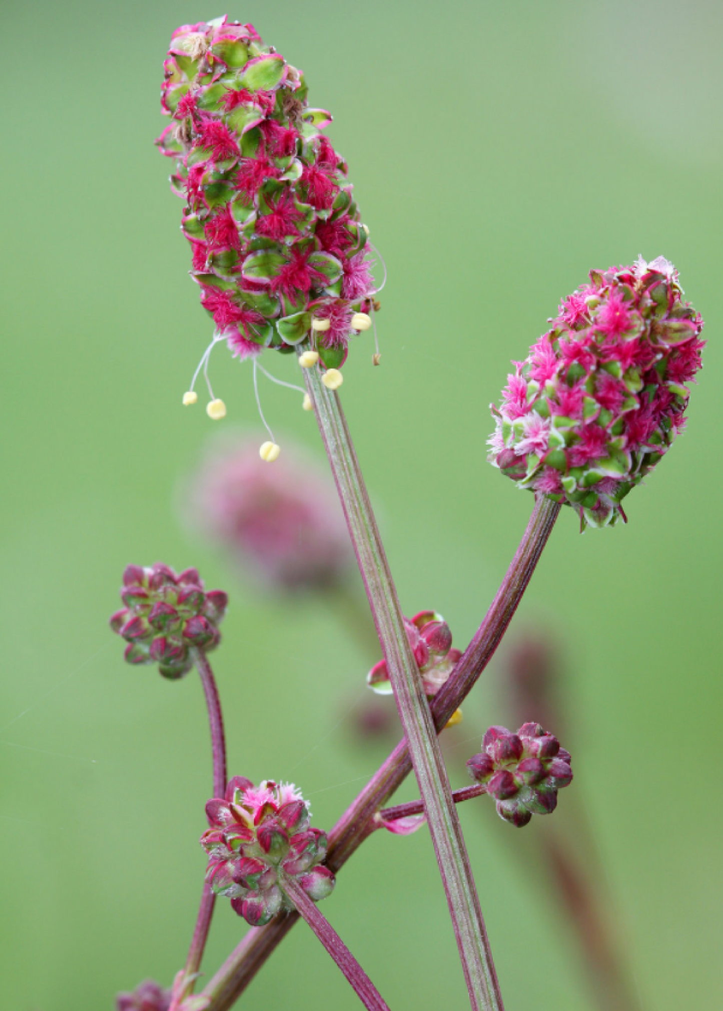 Salad Burnet Herb Plant – Perennial Shrubby Herb with Cucumber Flavor, Edible Flowers, Sanguisorba minor