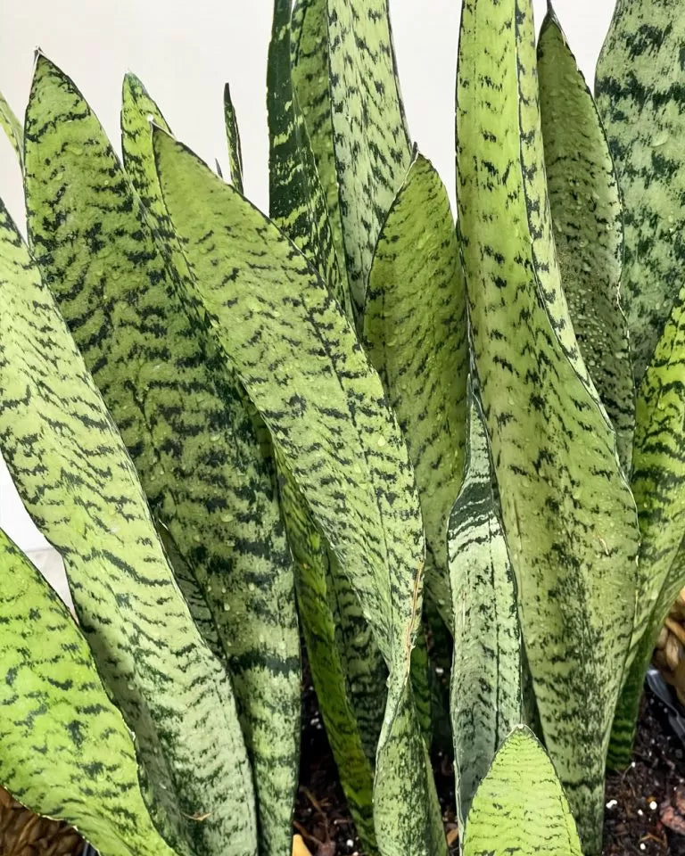 Sansevieria Snake Plant Cuttings Set of 9 | Organic Hawaii-Grown Unrooted Propagation Leaves | Easy Indoor Houseplant