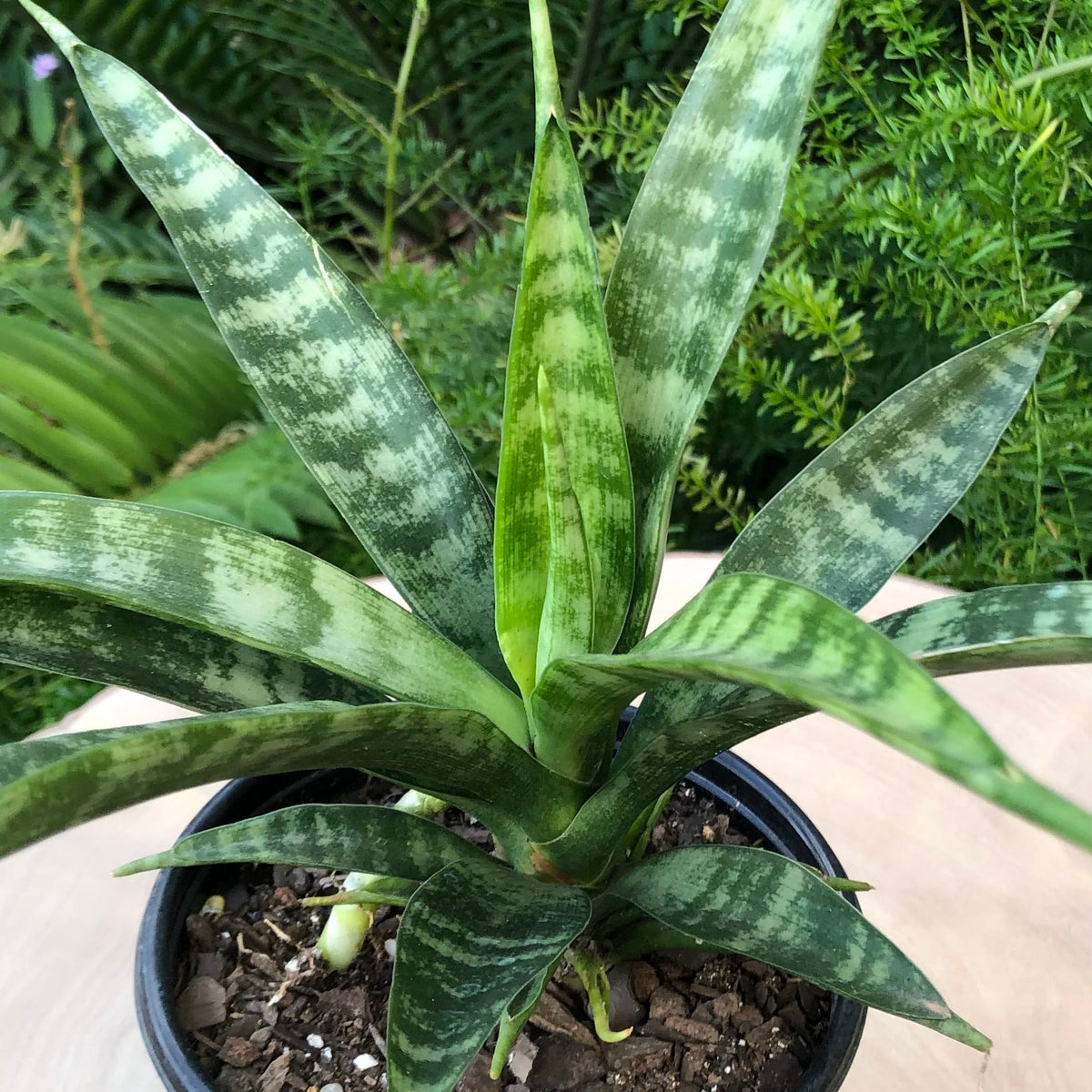 Sansevieria Parva Live Starter Plant – Rare African Spear Indoor Houseplant, Air Purifier, Easy Care, 4–8 Inches