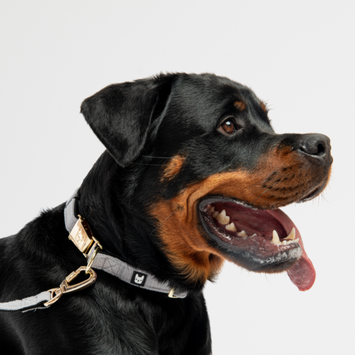 🌊 Aquafleece Dog Leash – Grey Water-Resistant Leash with Padded Handle