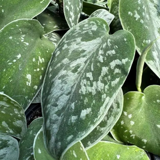 Rooted Silver Satin Pothos Cutting – Variegated Scindapsus pictus Indoor Houseplant, Easy Care Vine, 12-inch