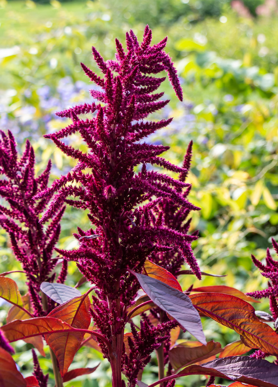 Red Callaloo Live Plant, Edible Amaranthus tricolor, Nutritious Leafy Vegetable for Gardens and Culinary Use