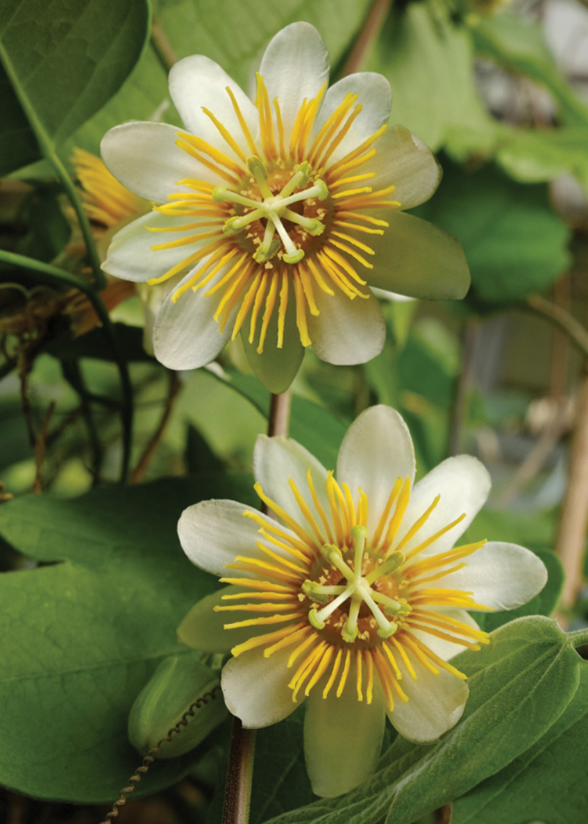 Passiflora Holoserica - Rare White Passionflower Plant with Fuzzy Tri-Lobed Leaves and Pear-Shaped Fruit