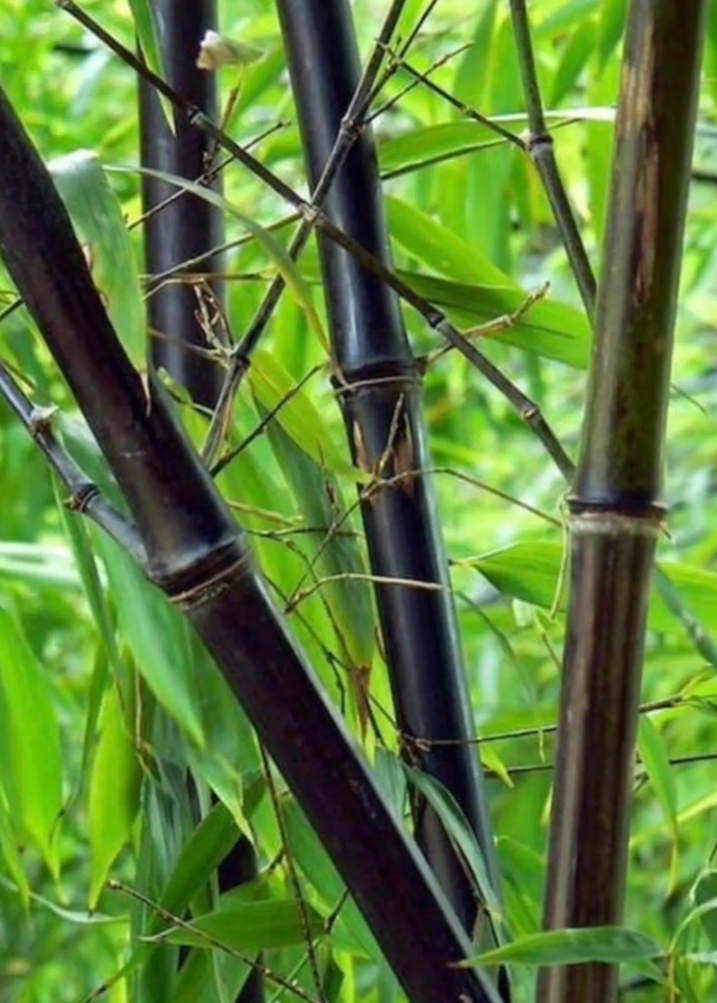 Black Asper Bamboo Plant | Edible & Ornamental Clumping Bamboo | Bambusa lako | Tropical Privacy Screen