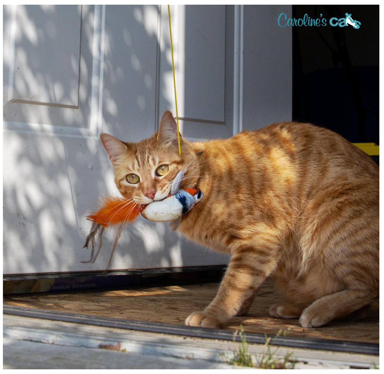 Carolines Cats Plush Chirping Bird Cat Toy On Elastic String With Doorway Hanger No Flimsy Suction Cups Real Electronic Avian Sounds