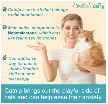 Caroline's Cats Organic Catnip Packets for Cat Toys 2.0 – More Potent Refill Pouches for Flapping Bird, Flopping Fish, and Others, 10 Tea Bags