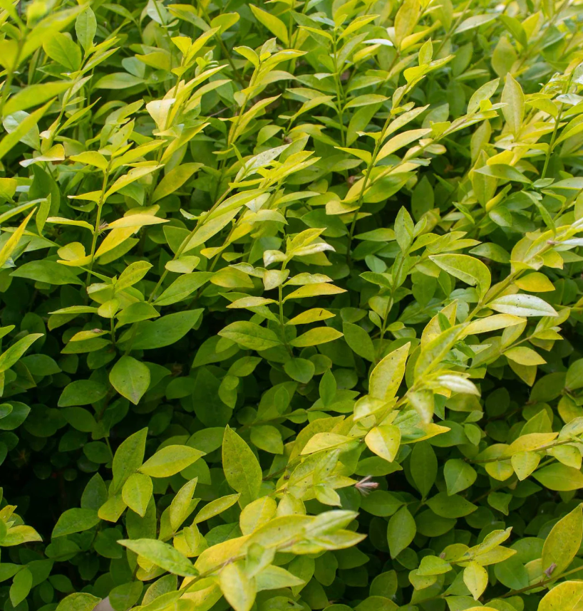 Golden Vicary Privet Live Plant 8-10 inches - Ligustrum x vicaryi - Ideal for Hedges and Landscape Design