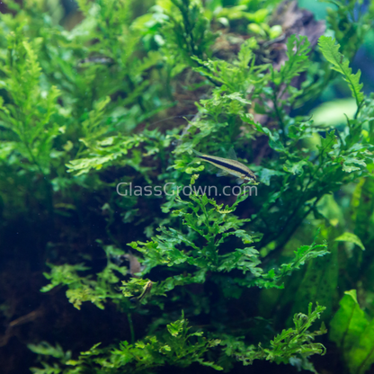 Potted Mini Bolbitis Heteroclita