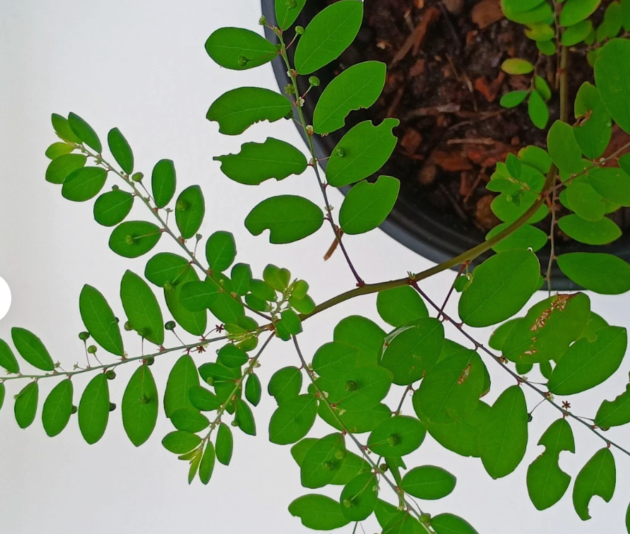 Organic Stone Breaker Plants 2X, Phyllanthus niruri, Chanca Piedra Herb, Live Plants, 14"