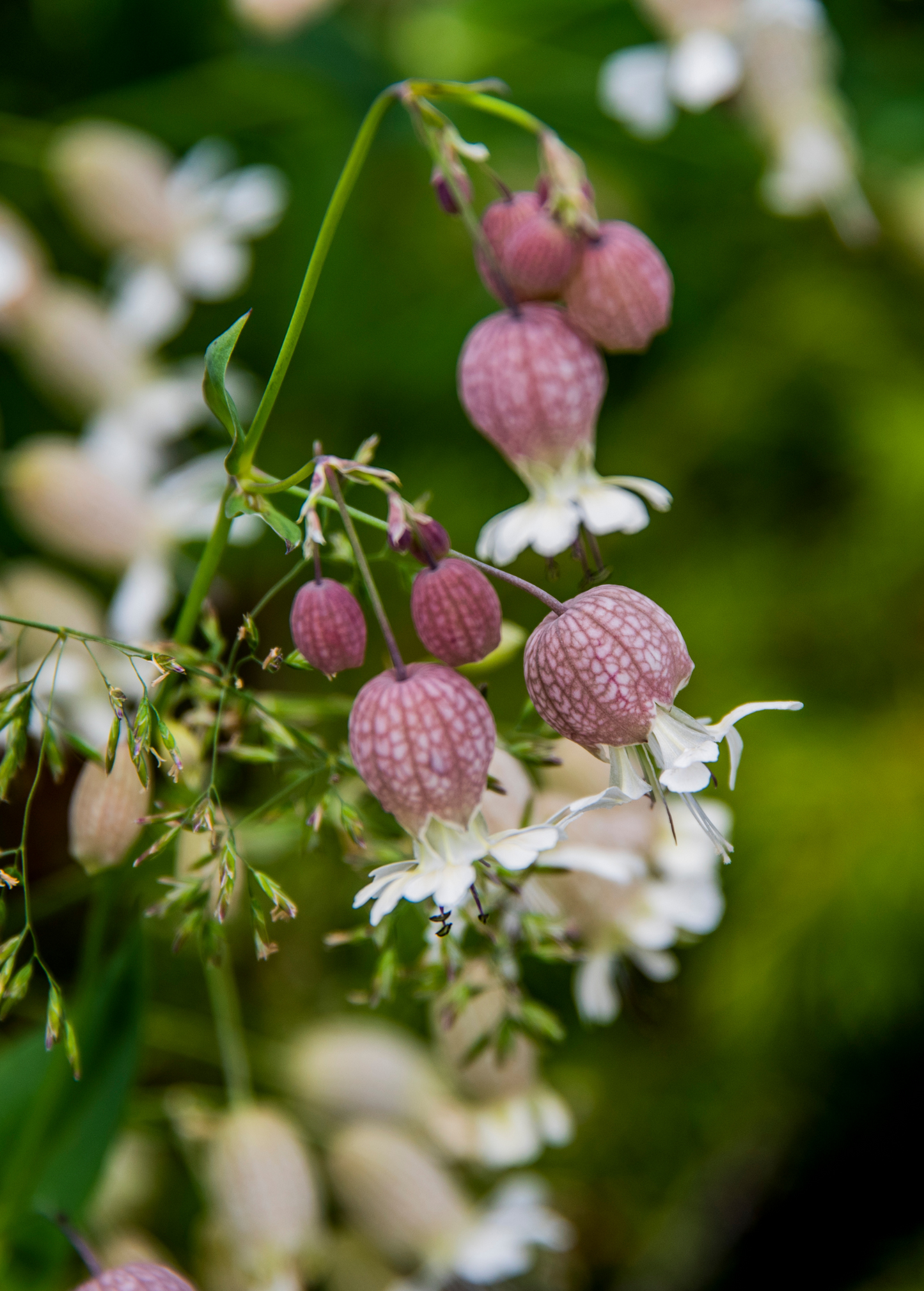 Sculpit Herb, Edible Green with Whimsical Flowers, Culinary Herb, Silene inflata, Perennial, Organic, Edible Landscaping
