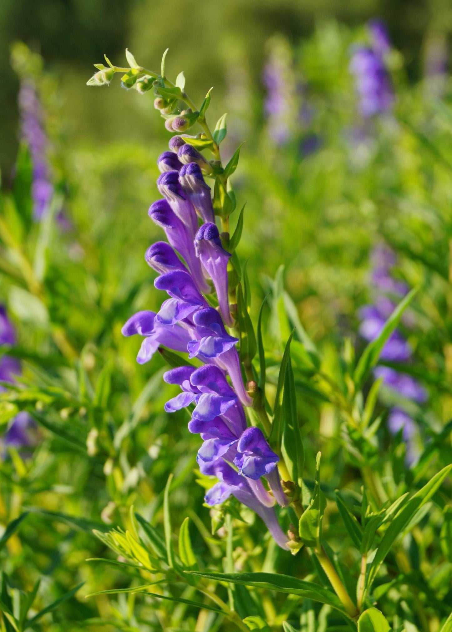 Skullcap Herb Extract - Chinese Medicinal Plant, Scutellaria lateriflora, Anti-inflammatory, Anti-cancer, Traditional Chinese Medicine