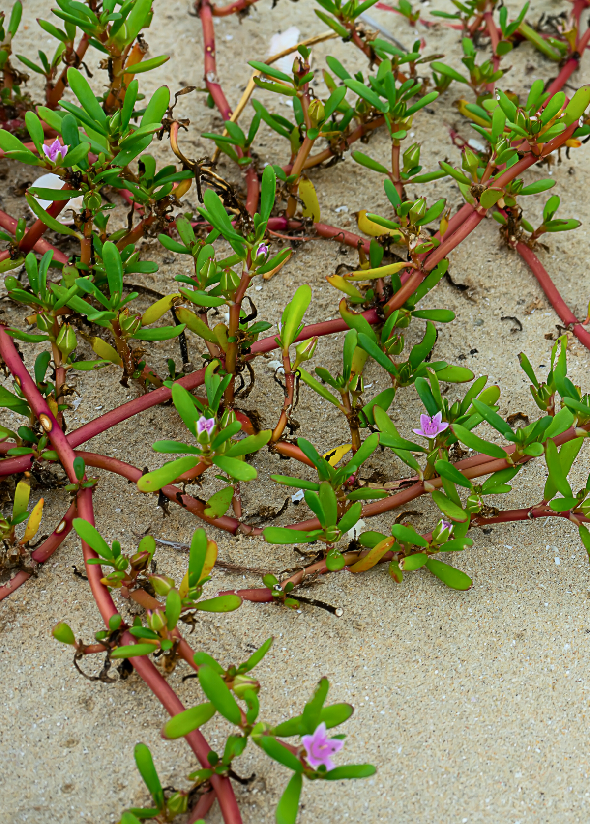 Sea Purslane Succulent Groundcover - Salt-Loving, Edible, Coastal Erosion Control, Tropical, Pink Flowers, Sesuvium portulacastrum