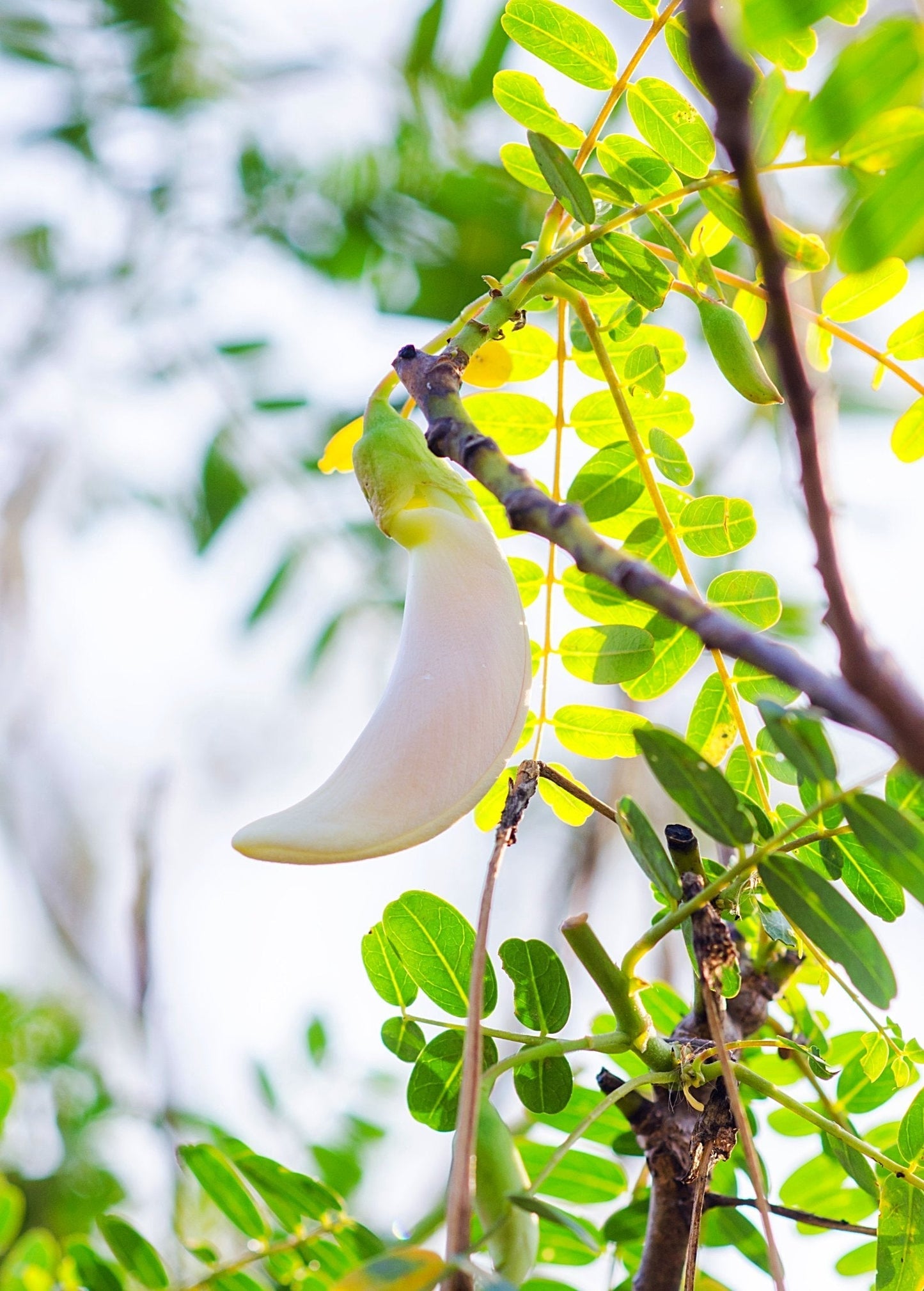 Hummingbird Tree Seedlings - Fast-Growing Sesbania grandiflora with White Flowers, Medicinal & Edible Uses