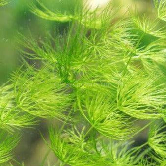 Shrimp Breeders Plant Pack (3 Plants)