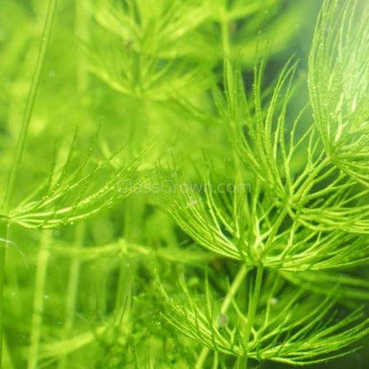 Shrimp Breeders Plant Pack (3 Plants)