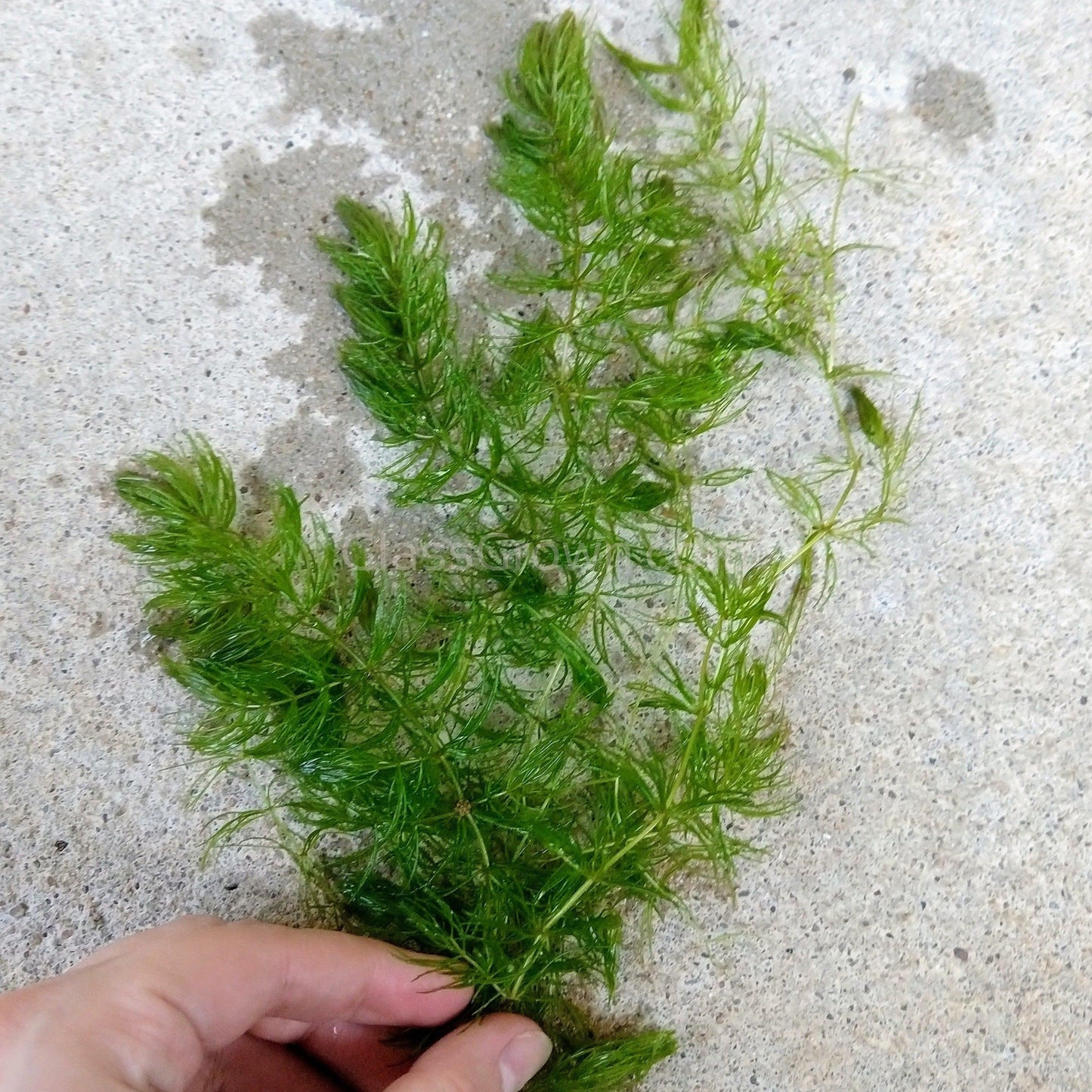 Shrimp Breeders Plant Pack (3 Plants)