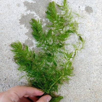 Shrimp Breeders Plant Pack (3 Plants)