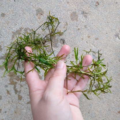 Shrimp Breeders Plant Pack (3 Plants)