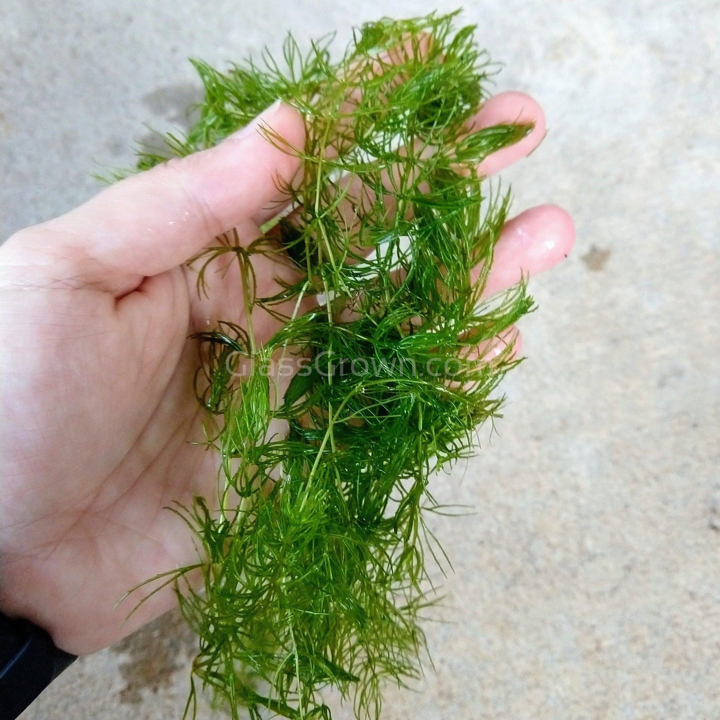 Shrimp Breeders Plant Pack (3 Plants)