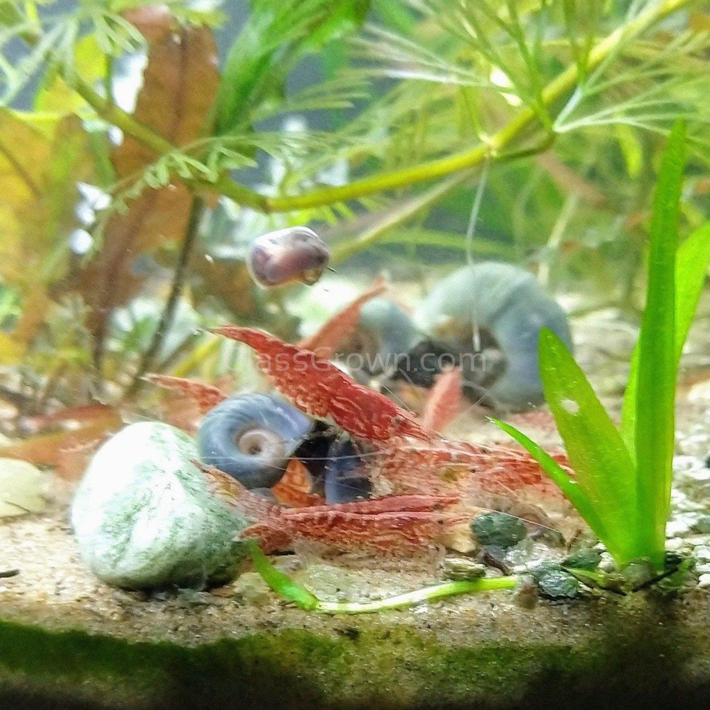 Shrimp Snowflake Treat