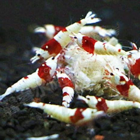 Shrimp Snowflake Treat