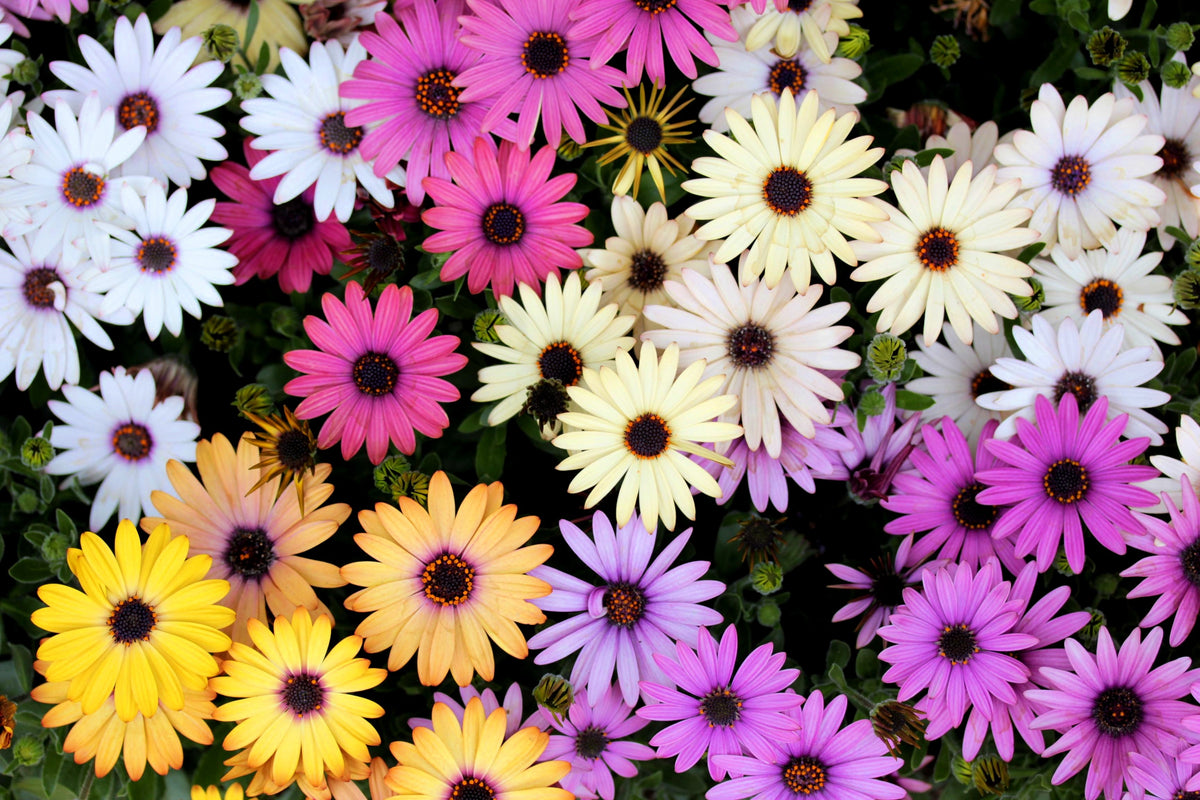 20 MIXED COLORS OSTEOSPERMUM Ecklonis African Cape Daisy Flower Seeds