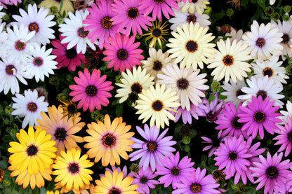 20 MIXED COLORS OSTEOSPERMUM Ecklonis African Cape Daisy Flower Seeds