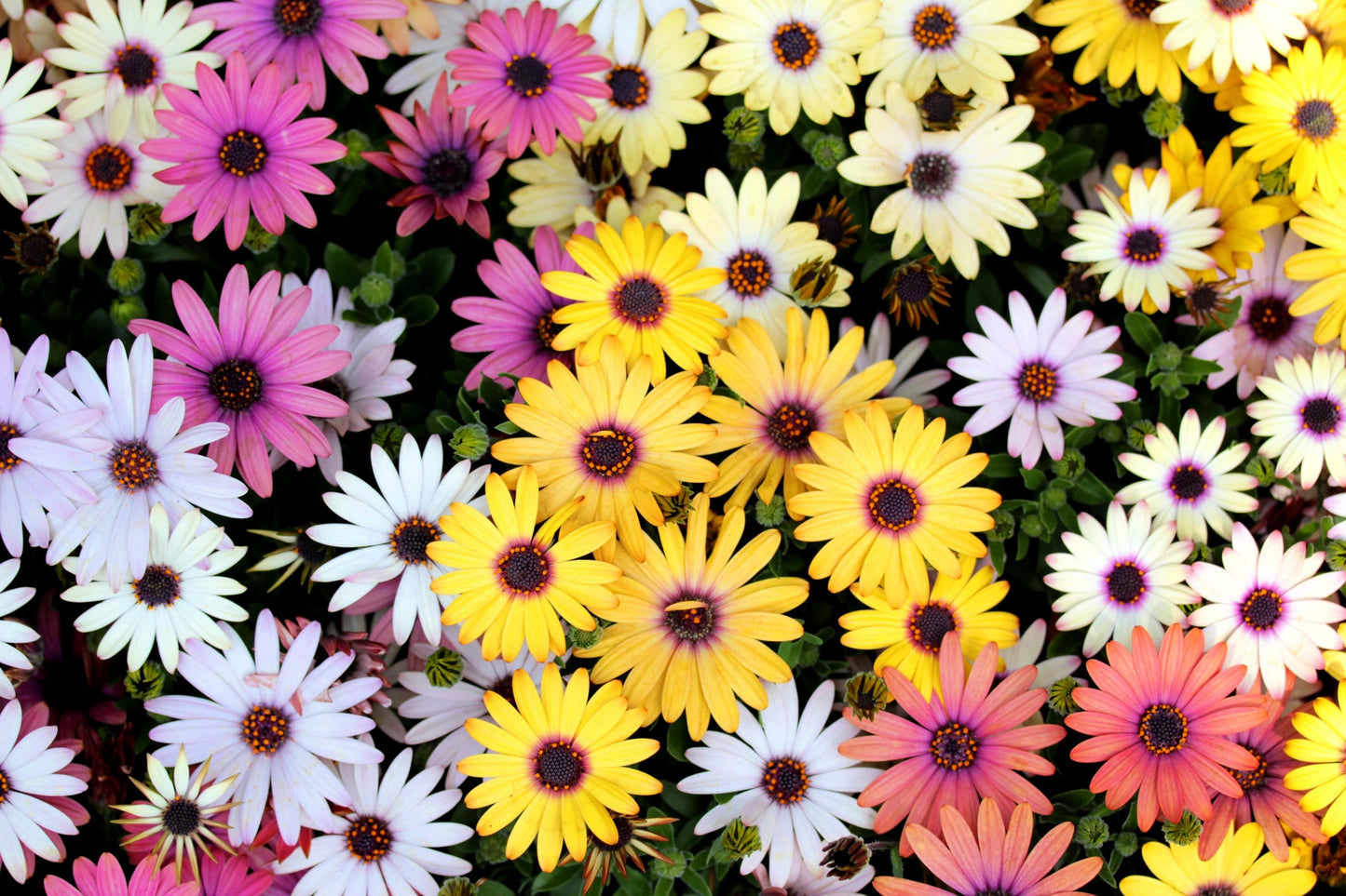 20 MIXED COLORS OSTEOSPERMUM Ecklonis African Cape Daisy Flower Seeds