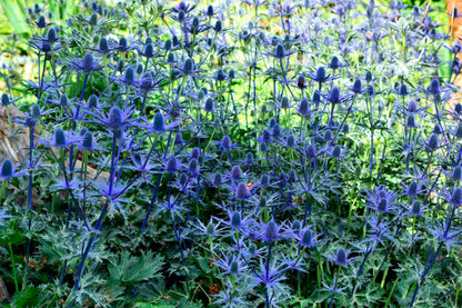 25 BLUE Star SEA HOLLY Eryngium Alpinum Flower Seeds