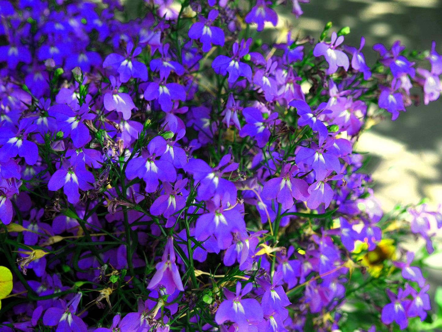 200 Lavender & White MRS CLIBRAN LOBELIA Erinus Flower Seeds