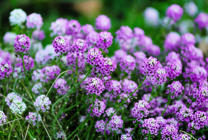 500 Sweet ALYSSUM ROYAL CARPET Lobularia Maritima Violet Blue Flower Seeds
