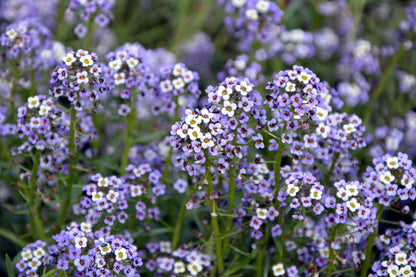 500 Sweet ALYSSUM PASTEL CARPET Mix Lobularia Maritima Flower Seeds