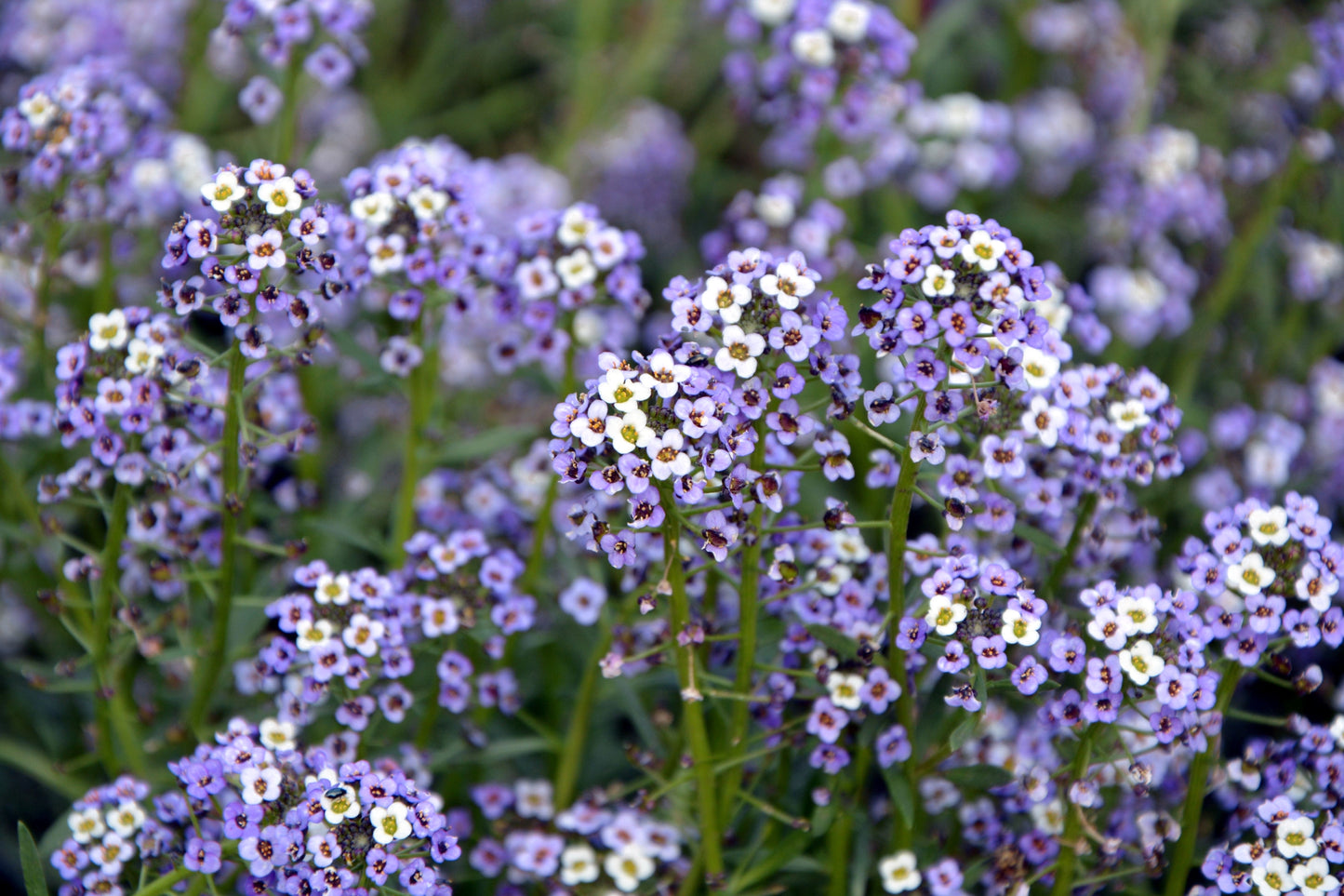 100 WONDERLAND BLUE ALYSSUM Lobularia Maritima Flower Seeds