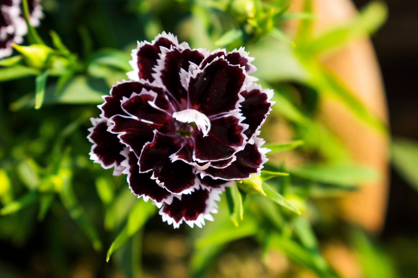 30 Black & White CHIANTI DIANTHUS Chinensis China Pink Flower Seeds