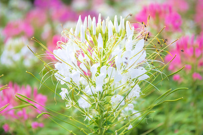 200 WHITE QUEEN CLEOME (Spider Flower) Cleome Hassleriana Cleome Spinosa Flower Seeds
