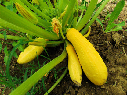 50 Early PROLIFIC STRAIGHTNECK SQUASH Yellow Summer Bush Heirloom Seeds