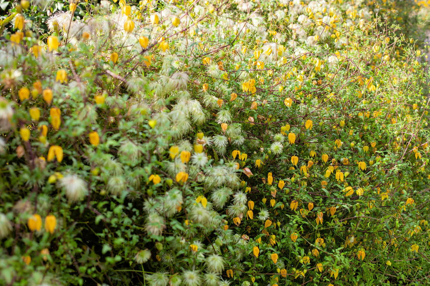 10 Yellow CLEMATIS RADAR LOVE Vine Climber Clematis Tangutica Flower Seeds