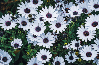 20 MIXED COLORS OSTEOSPERMUM Ecklonis African Cape Daisy Flower Seeds